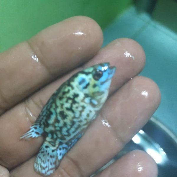 ikan ebjd electric blue jack dampsey