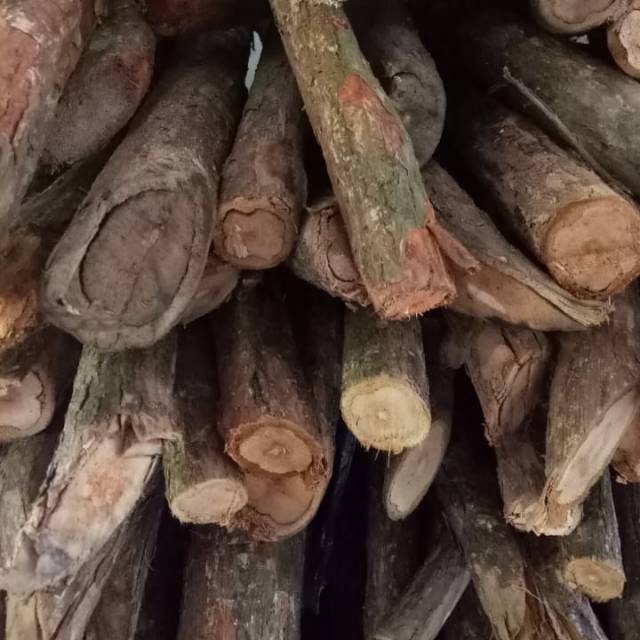 

Bajakah obat kanker 500 gram