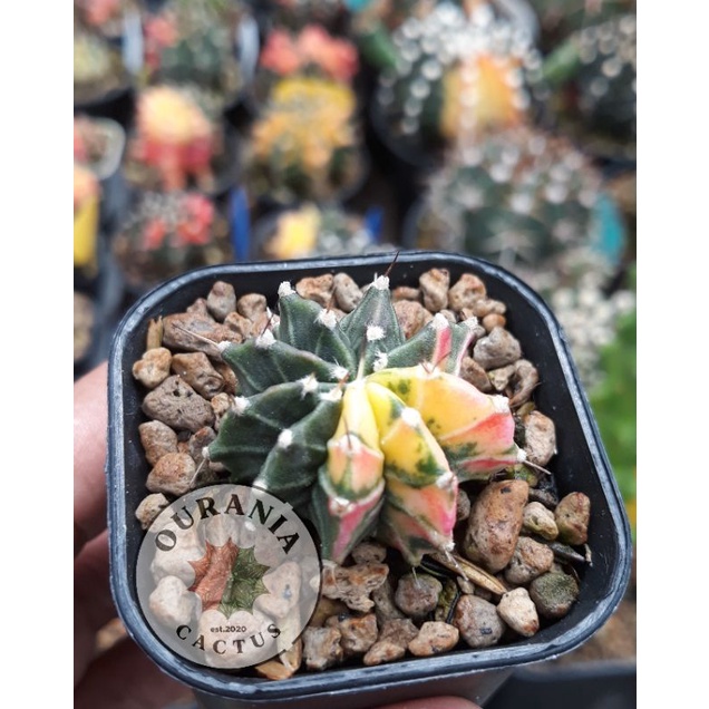 Gymnocalycium Yellow Tiger