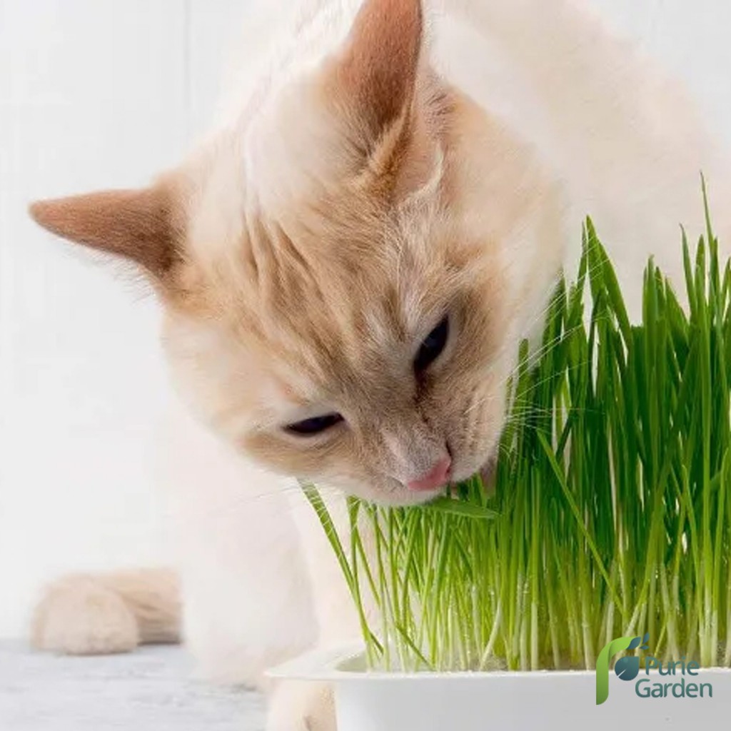 Paket Cat Grass Microgreen Rumput Gandum Kucing PG KDR