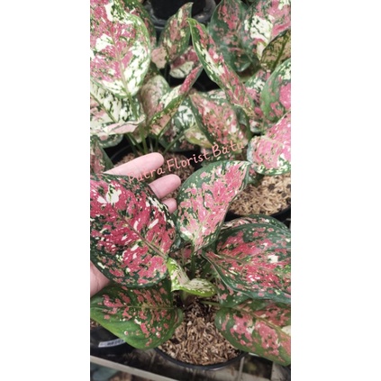 Tanaman Aglonema Tricolor