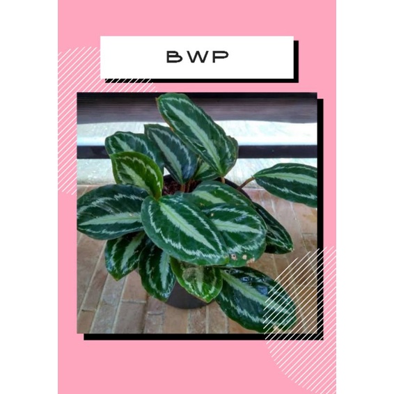 TANAMAN HIAS CALATHEA VEITCHIANA SEMANGKA