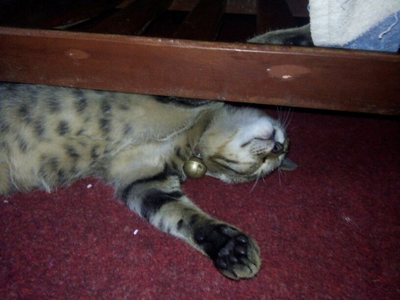 Promo Kemeja Batik Pria Lengan Panjang Masa Kini M L Xl Xxl