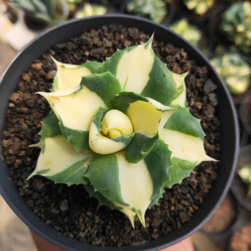 agave shoji raijin variegata kuning
