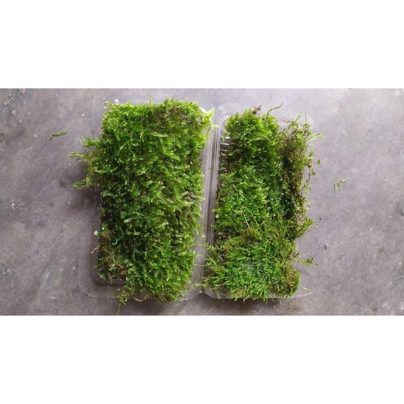 tanaman weeping moss aquascape, tanaman aquascape liar, aquascape indah
