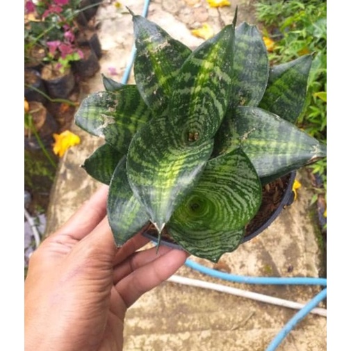 TANAMAN HIAS SANSEVIERIA KODOK MINI / LIDAH MERTUA KODOK MINI