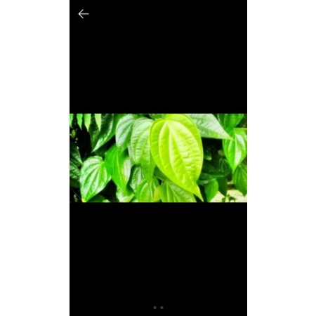 

Daun Sirih Hijau Segar/ helai