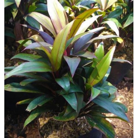 Tanaman Hias Hanjuang Kemoceng Merah Andong Kemoceng