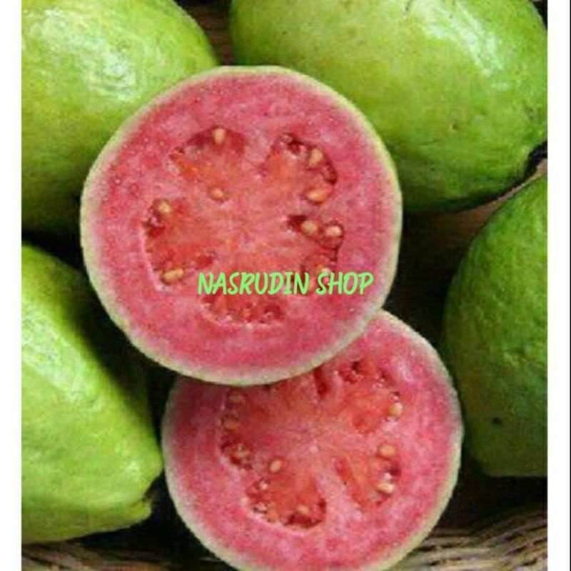 

BUAH JAMBU BIJI SEGAR 1KG LANGSUNG PETIK | JAMBU BATU