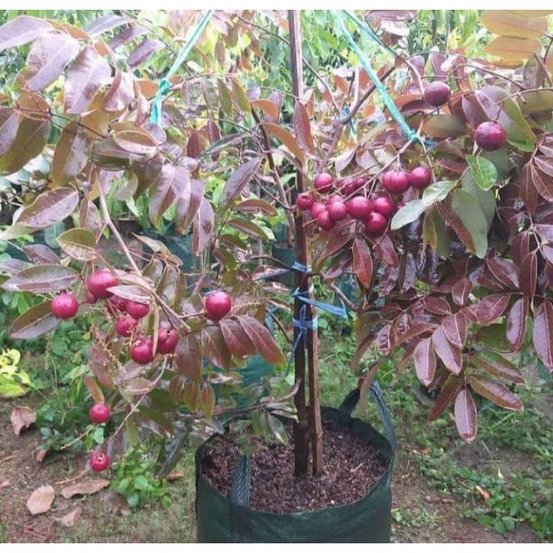Kelengkeng merah siap berbuah kelengkeng merah berbunga