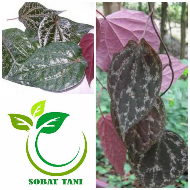 

Daun Sirih Merah Segar