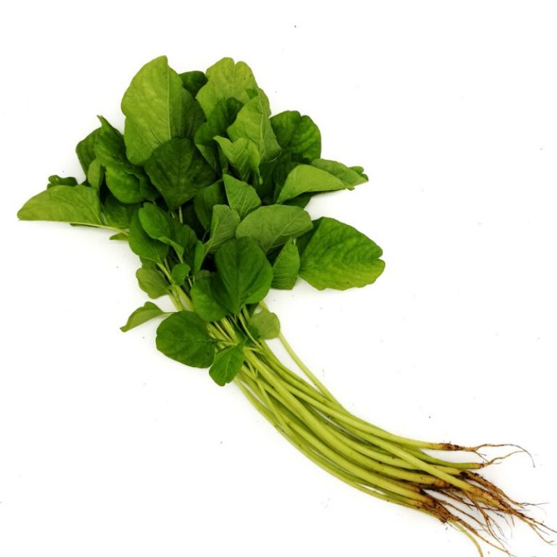

bayam segar