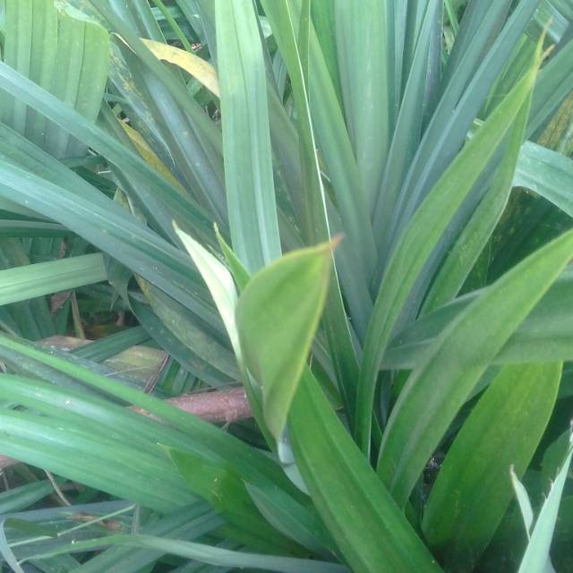 

Daun Pandan Segar 500 Gram