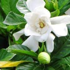 TANAMAN HIAS GARDENIA JASMINOIDES/KACA PIRING/CEPIRING - BAKUL KEMBANG