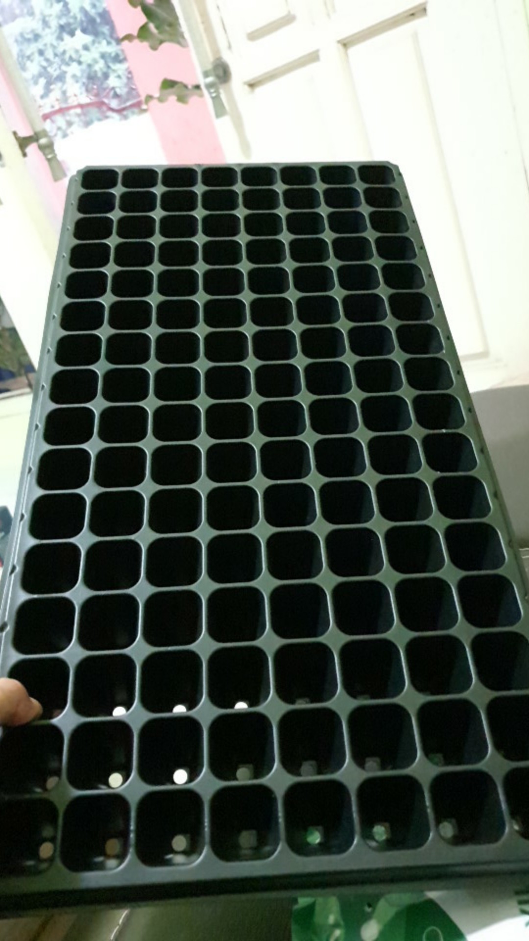 Purie Garden Tray Semai 72 Lubang