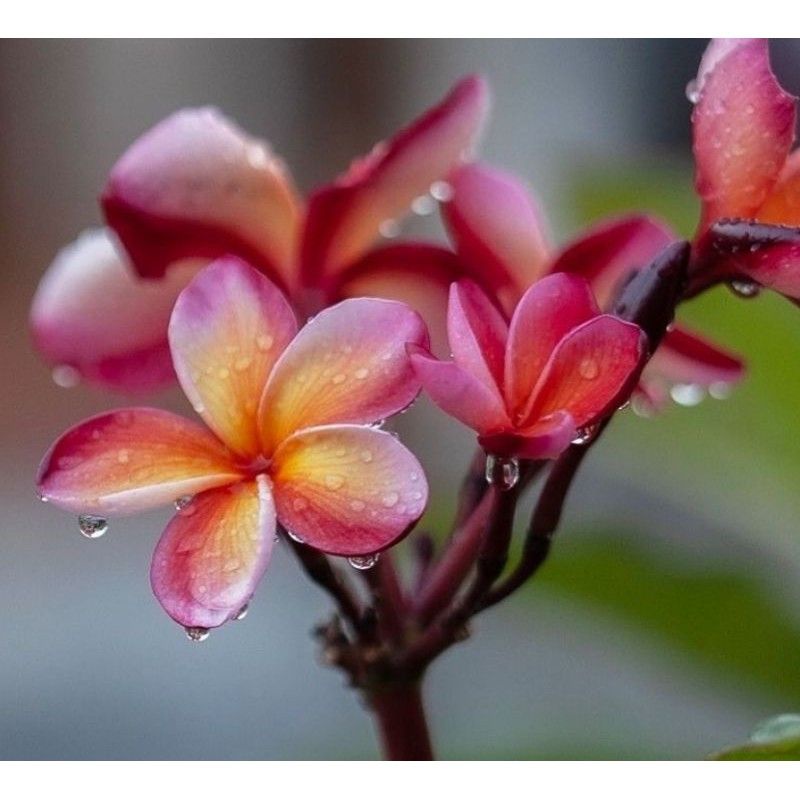 Stek Kamboja Tiga Warna / Plumeria Alba - Paket Ekonomis 5 Stek Kamboja Bali