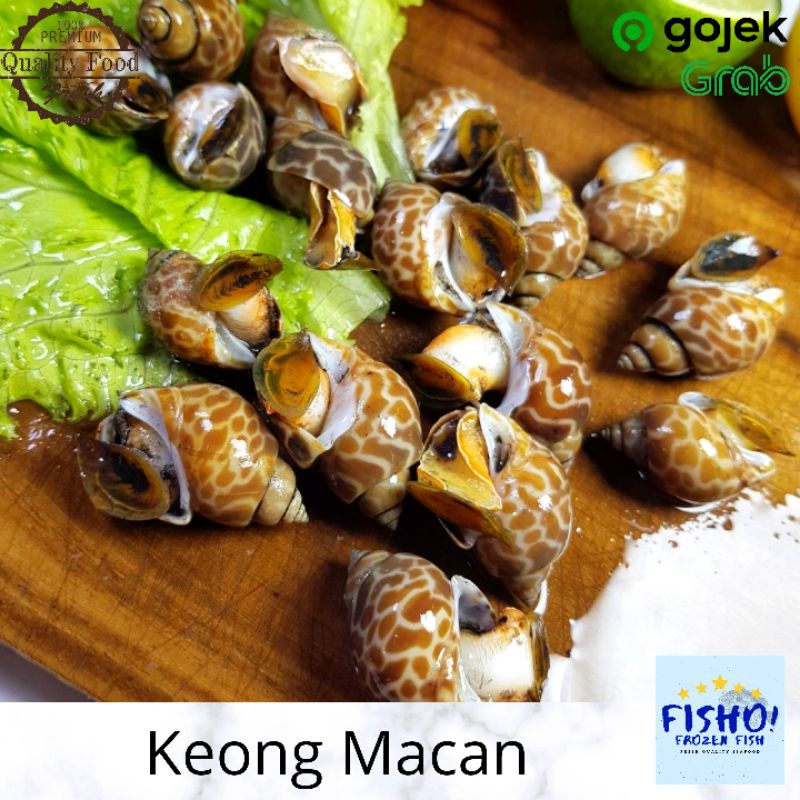 

Keong Macan | Kerang Macan Frozen Premium