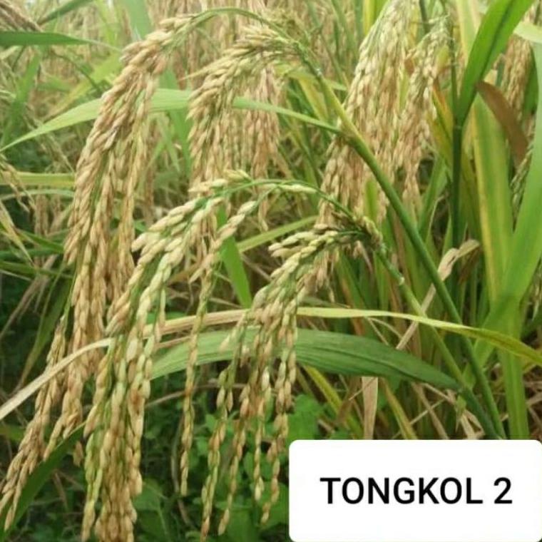 Ready Stok➙ COD tongkol2 jumbo benih padi Galur lokal Aceh berkualitas. 94 ✱