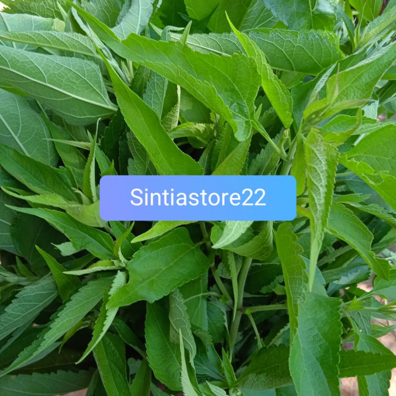 

Jual daun kirinyuh segar paket 500 gram