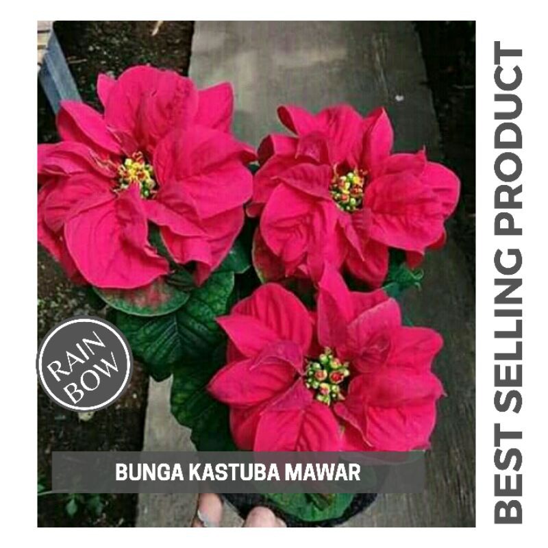 Tanaman Hias Kastuba Mawar