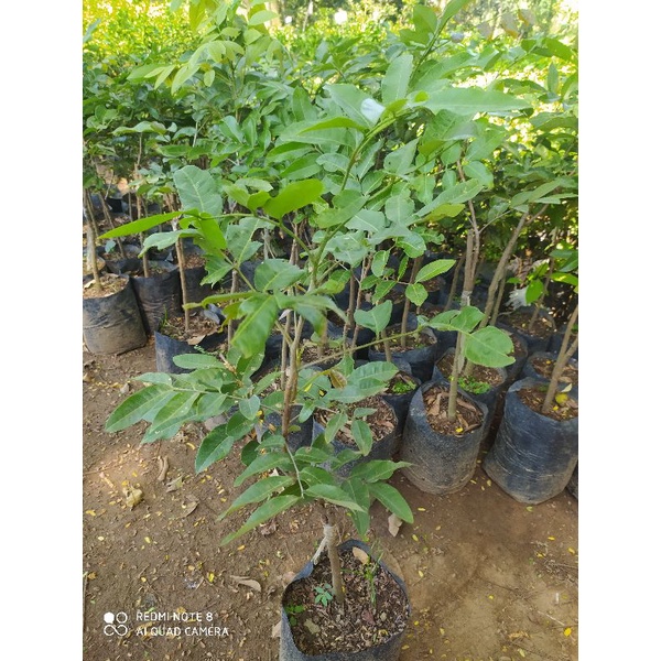 kelengkeng matalada super unggul