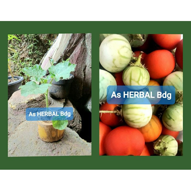 Bibit terong duri terong pari terong hutan super-az