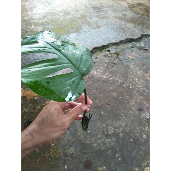 Bonggol monstera raphidopora perthusa - Bonggol monstera