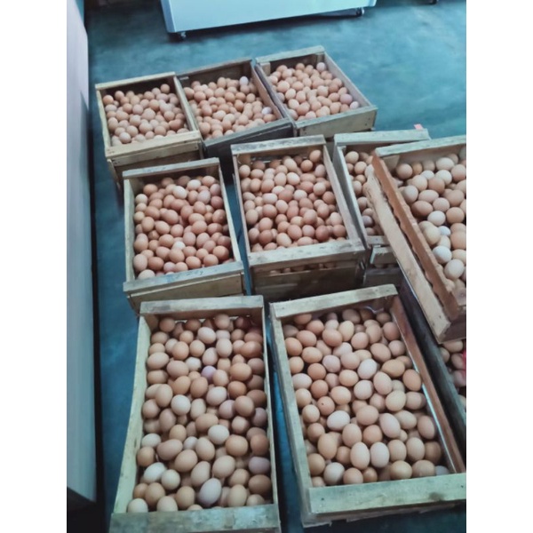 

telur ayam negri