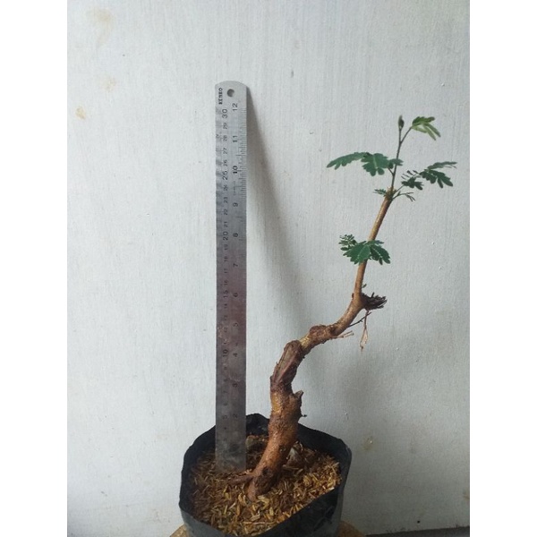 dongkelan bonsai lamtoro