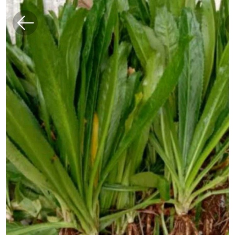 

Daun walang sangit fress 500 Gram