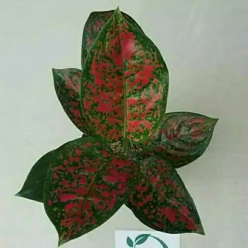 tanaman hias aglonema red spider-aglaonema red spider-aglonema red spider