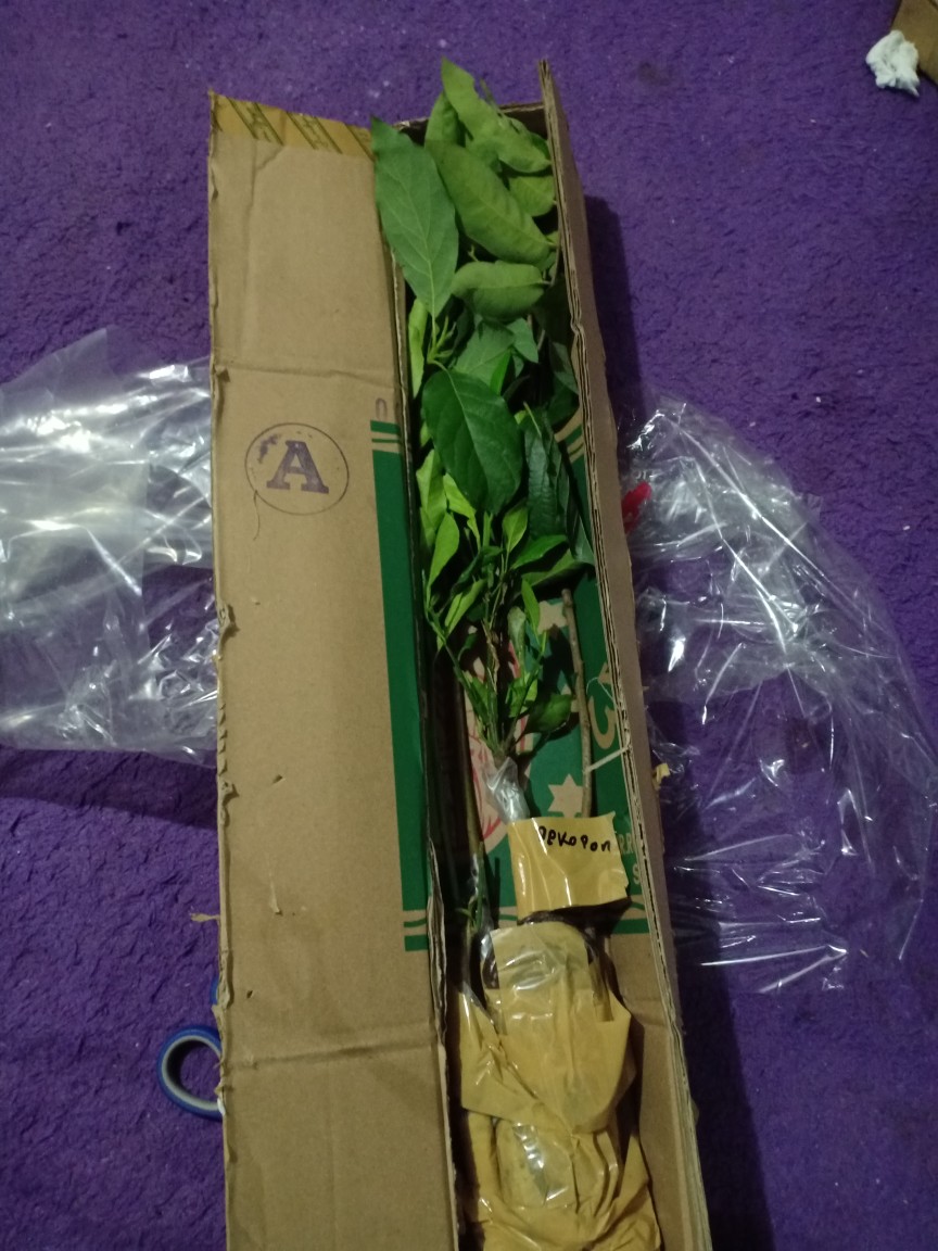 Bibit Kelengkeng Matalada Hasil Okulasi ( Beli 2 Bonus Pupuk Npk )