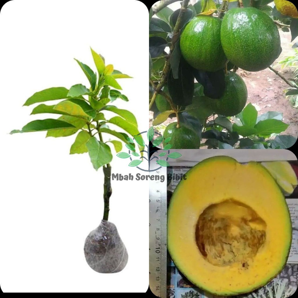 Bibit Alpukat Hawai super - Bibit Alpukat Okulasi