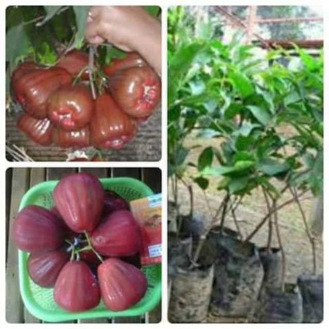 

Bibit jambu giant rose cepat berbuah stek okulasi