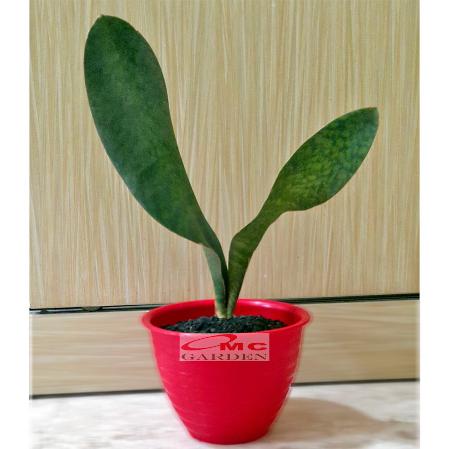 Lidah Mertua Sansevieria Sansivera Sansiviera Sensiviera Masoniana Gian Centong Jumbo LM-MS-001