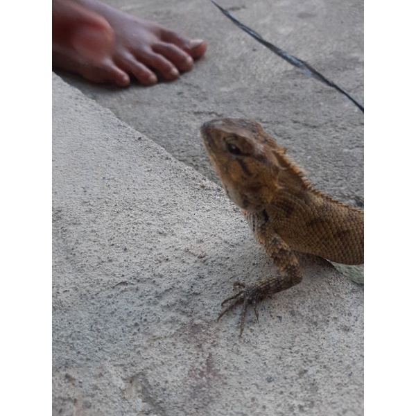 calotes bunglon besar