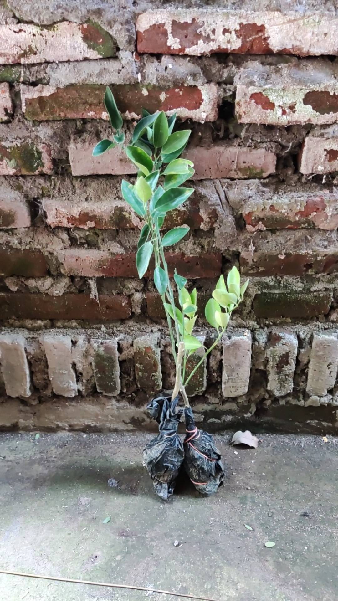 Bibit Buah Jeruk Limo / Limau