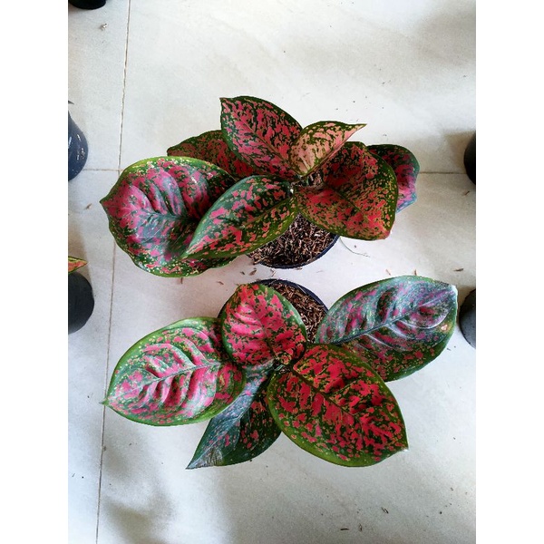 aglonema red spider lokal
