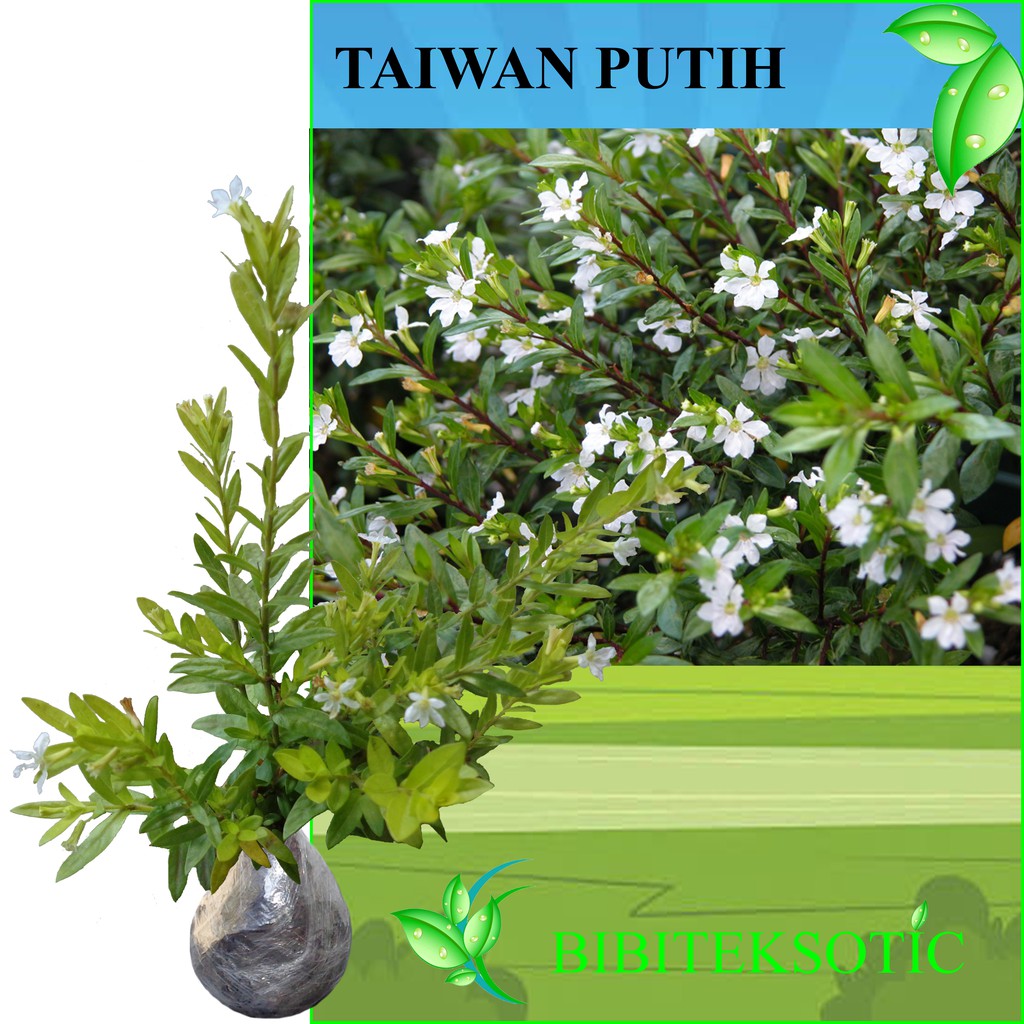 Tanaman Bunga Taiwan Putih Shopee Indonesia