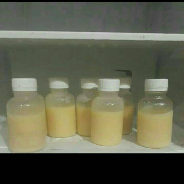 

ROYAL JELLY MURNI