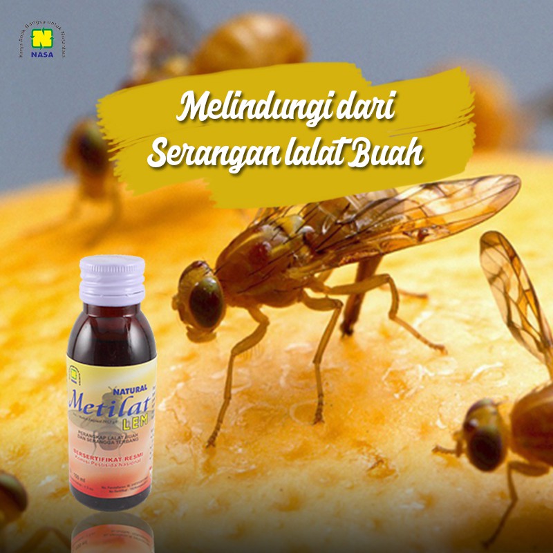 

LEM NATURAL METILAT (Lem Serangga)