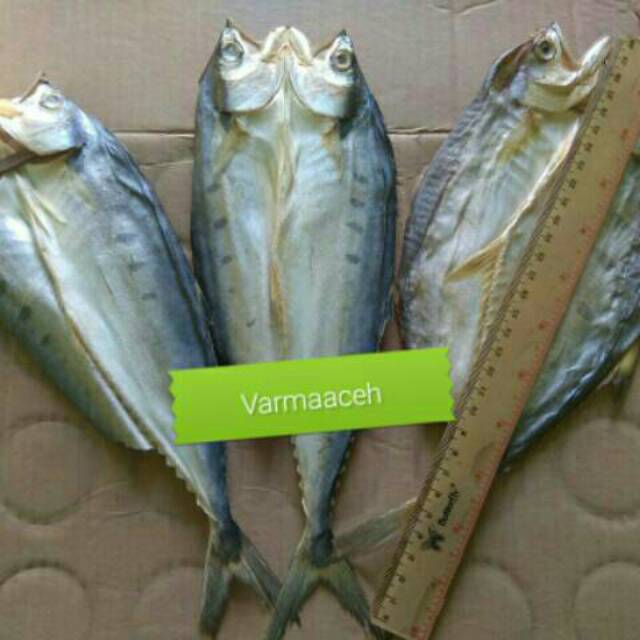 

Ikan talang khas aceh