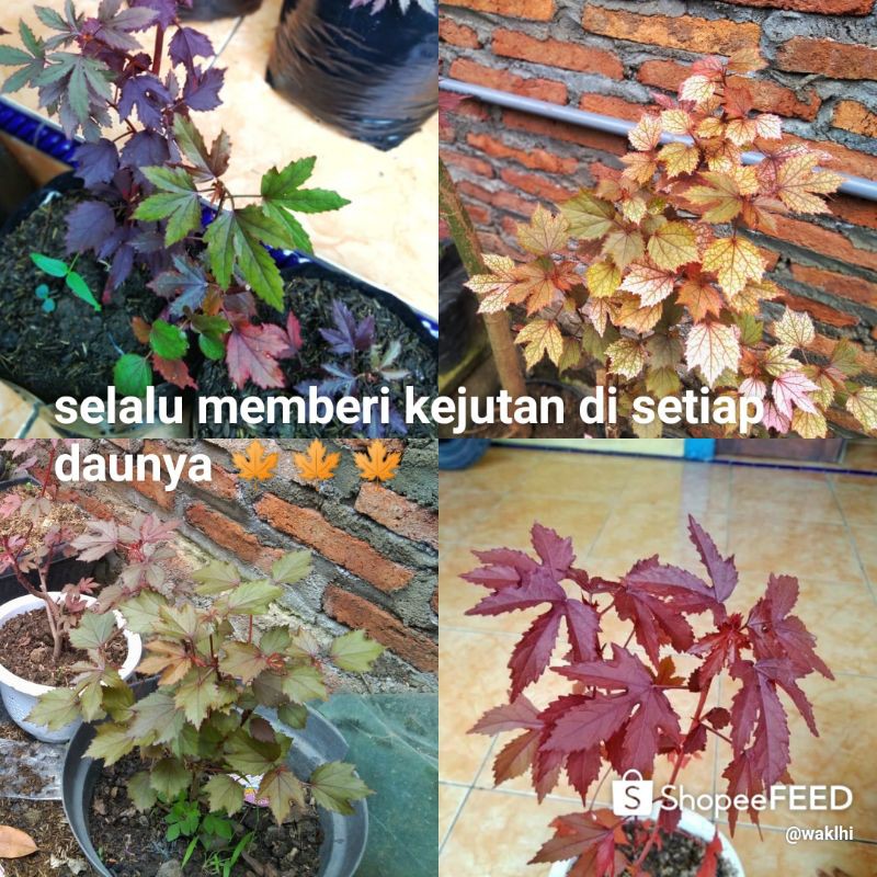 RED PANAMA/MAPLE LOKAL BAHAN BONSAI (PAKET 2 POHON)