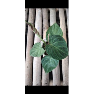 philodendron verrucosum
