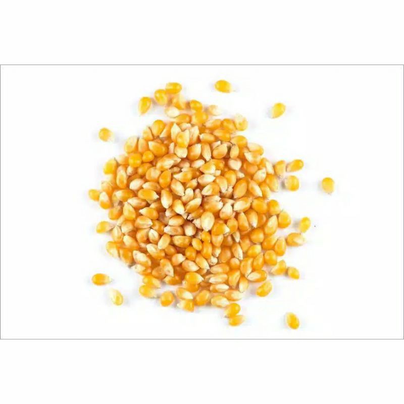 jagung popcron import