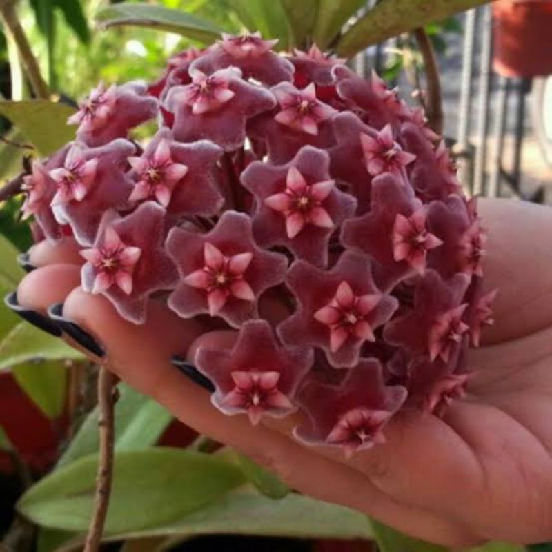 Tanaman hias Red Hoya/hoya bunga merah
