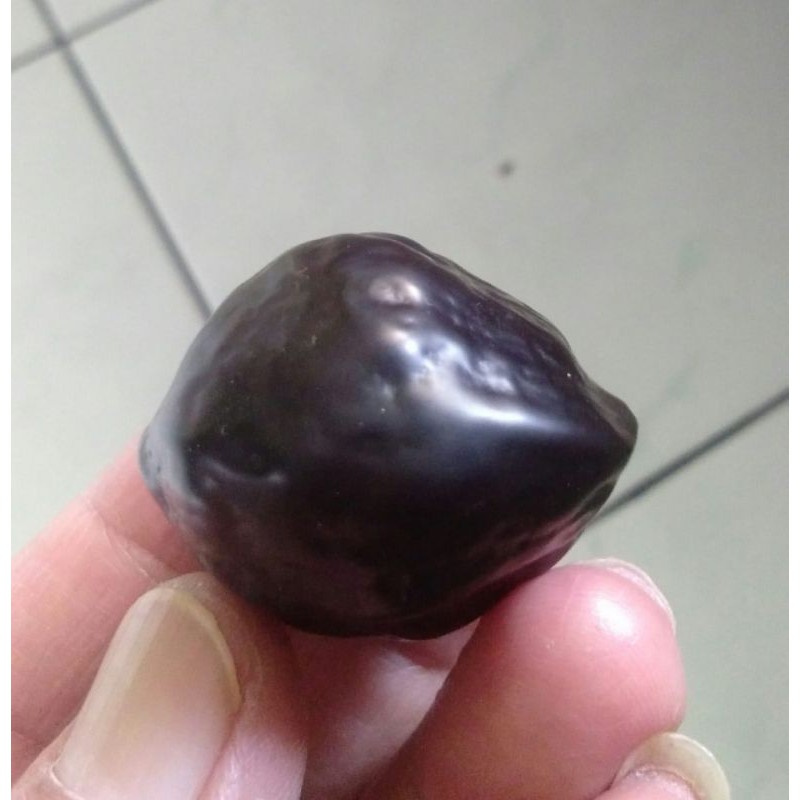 Muncang Adu Paket Kojo Khusus Petarung