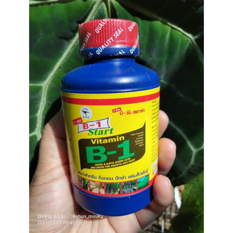 B-1 Thailand ORI /tyrex