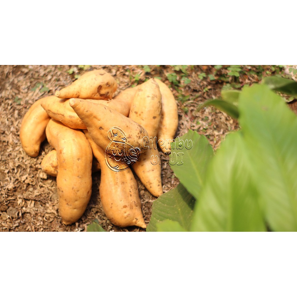 

Ubi Cilembu Mentah Spesial