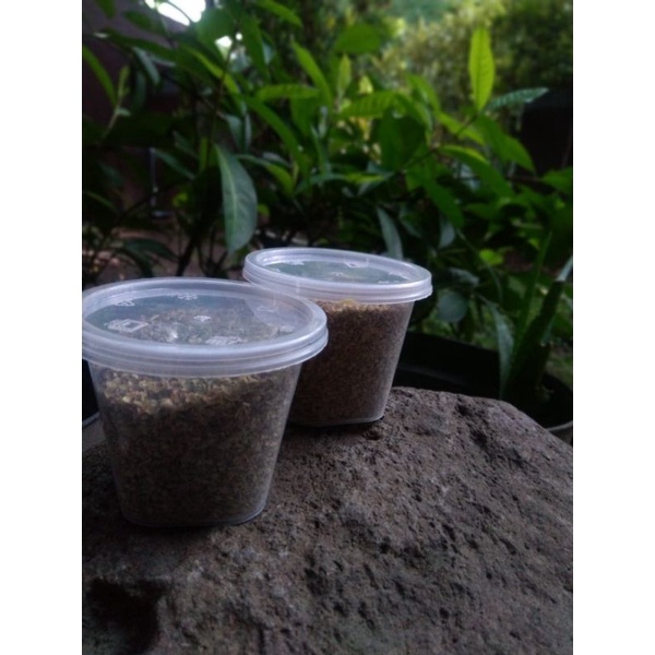 

oregano, origano, bubuk oregano, bubuk origano